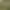 Ein Schaf mit einer gelben Markierung am Ohr frisst Gras in einem Gehege mit anderen Schafen.